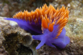   Spanish Shawl Flabellina iodinea. Taken back side Santa Cruz Island California Channel Islands. iodinea Islands  